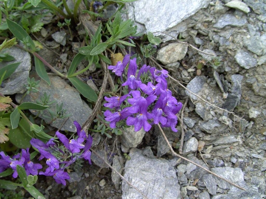 Vita tra le rocce.........